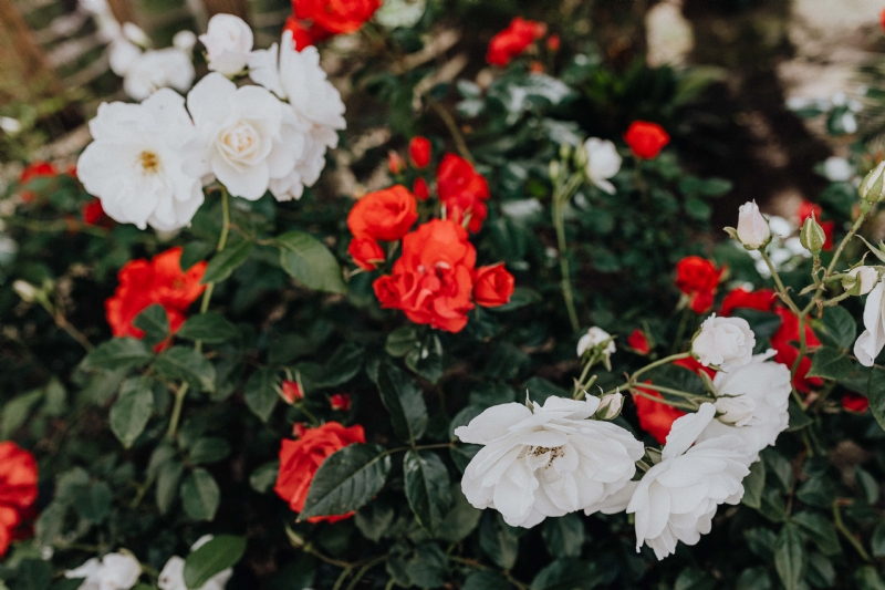kaboompics_Red and white rose.jpg 参考素材,灵感来源,色彩搭配,