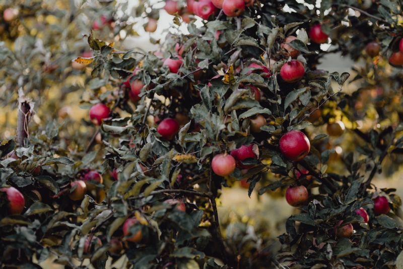 kaboompics_Red apples on a tree in the garden.jpg 参考素材,灵感来源,色彩搭配,