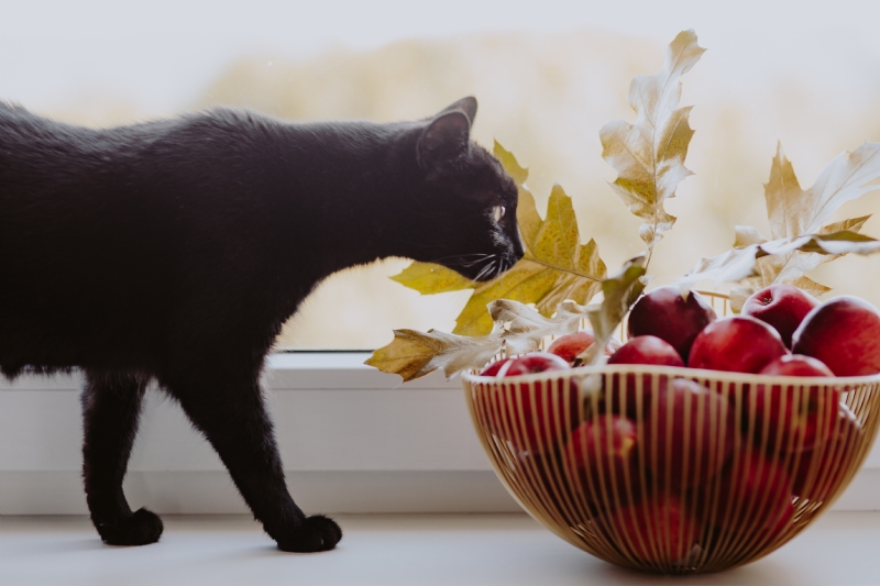 kaboompics_Red apples, golden oak leaves and black cat.jpg 参考素材,灵感来源,色彩搭配,