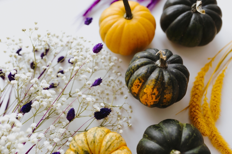 kaboompics_Small yellow and dark green pumpkins on a white background.jpg 参考素材,灵感来源,色彩搭配,