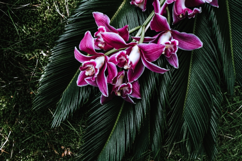 kaboompics_Tropical arrangement with dendrobium and sago palm.jpg 参考素材,灵感来源,色彩搭配,