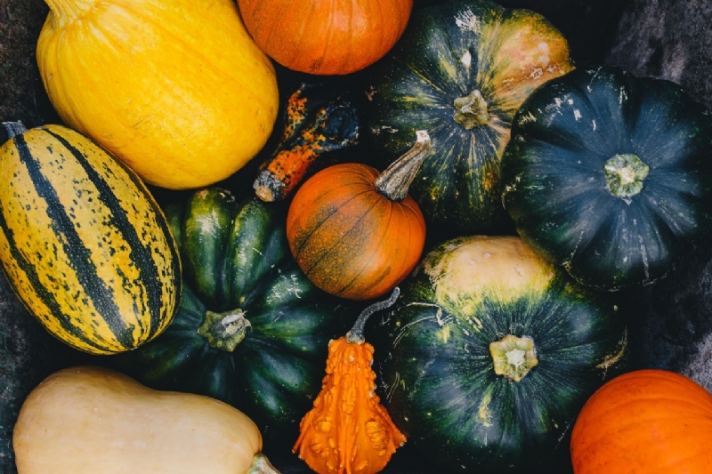 kaboompics_Variety of Pumpkins-2.jpg 参考素材,灵感来源,色彩搭配,