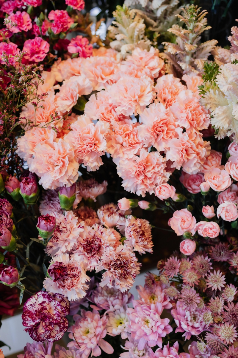 kaboompics_Various colors of Dianthus, carnation.jpg 参考素材,灵感来源,色彩搭配,