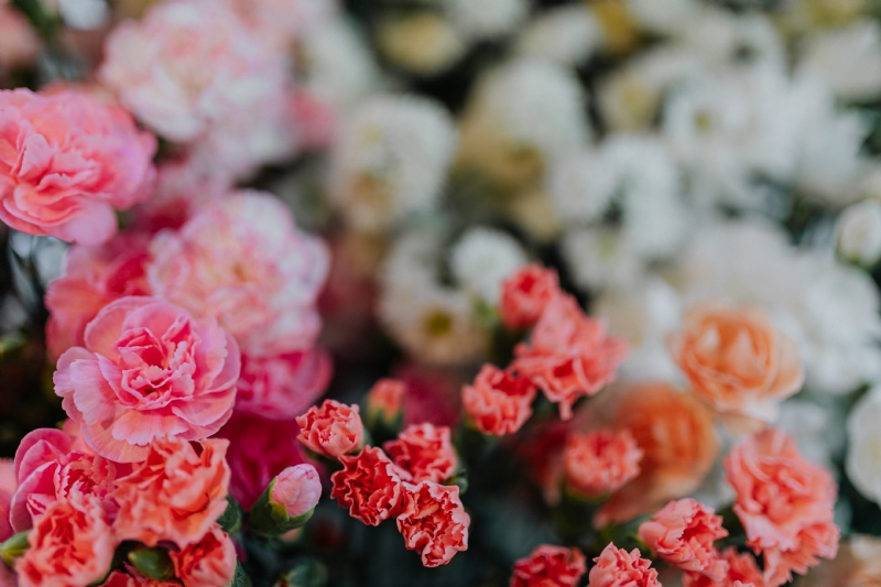 kaboompics_Various multicolored fresh flowers (carnations).jpg 参考素材,灵感来源,色彩搭配,