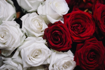 参考素材 kaboompics_White And Red Roses Bouquet.jpg