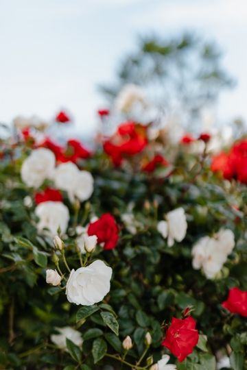 参考素材 kaboompics_White and red roses.jpg