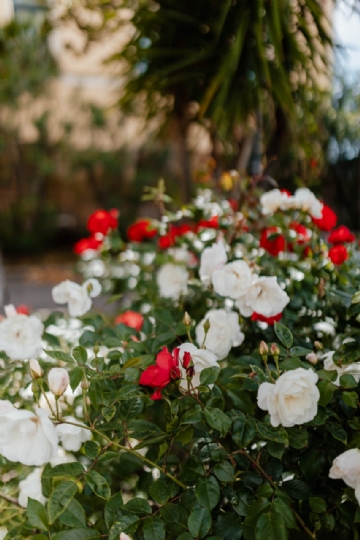 参考素材 kaboompics_White and red roses-2.jpg