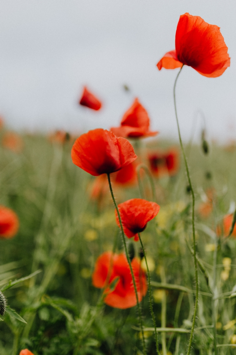 kaboompics_A field of Red Poppies.jpg 方案配图,色彩意境,绿色,