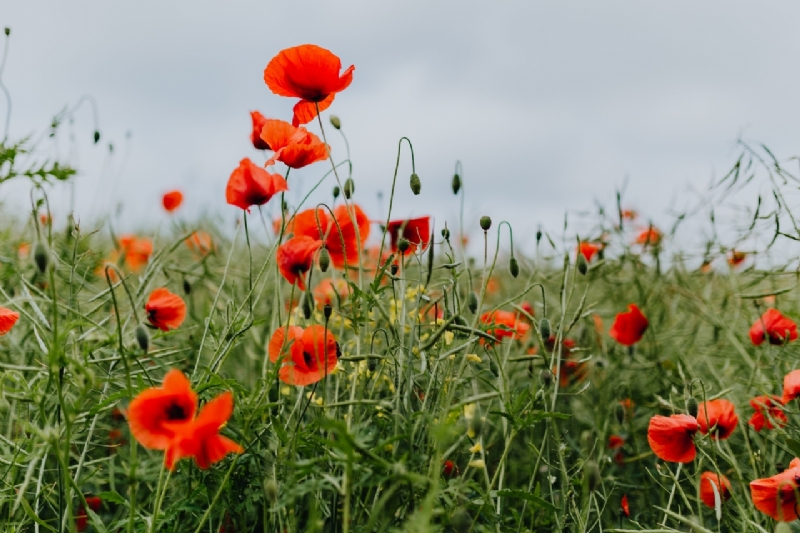 kaboompics_A field of Red Poppies-2.jpg 方案配图,色彩意境,绿色,