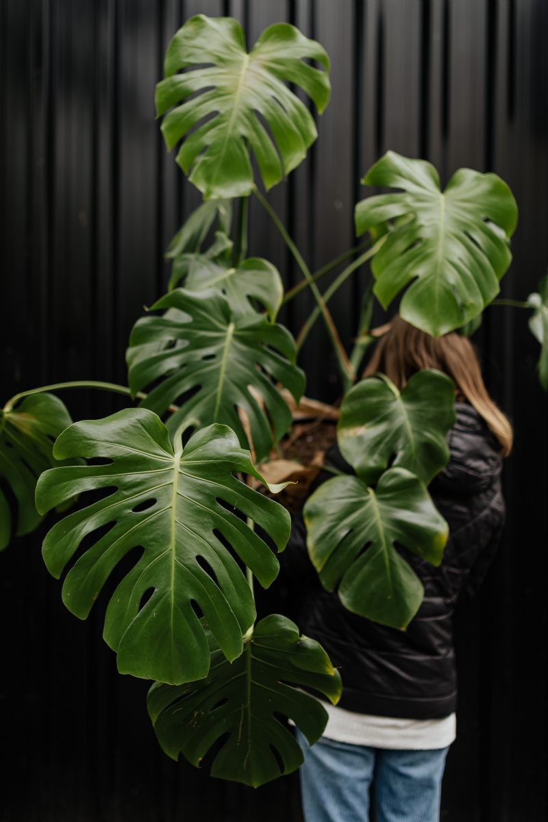 kaboompics_A large monstera plant in a pot.jpg 方案配图,色彩意境,绿色,