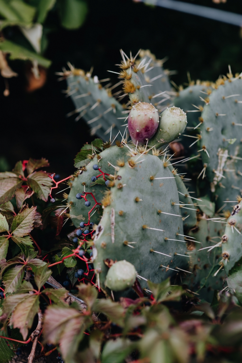 kaboompics_A prickly pear cactus with fruit.jpg 方案配图,色彩意境,绿色,