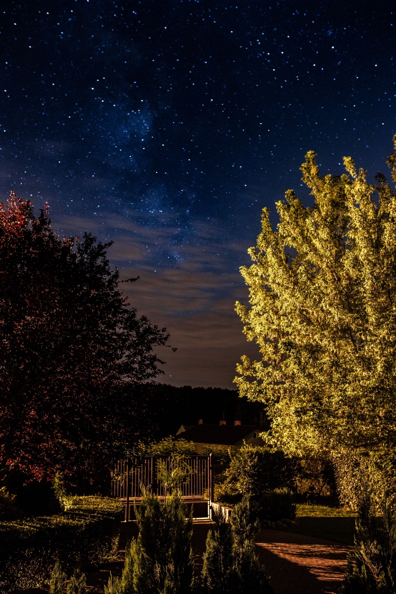 kaboompics_A trees under the starry sky.jpg 方案配图,色彩意境,绿色,