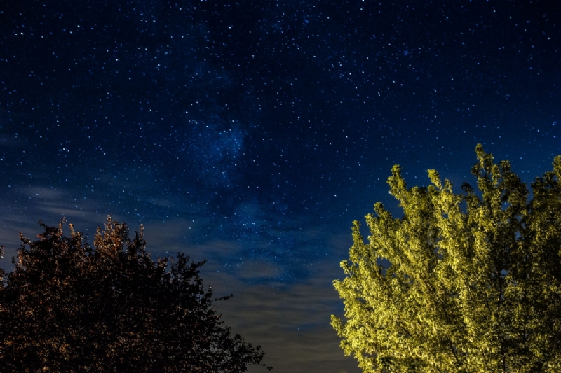 kaboompics_A trees under the starry sky-2.jpg 方案配图,色彩意境,绿色,