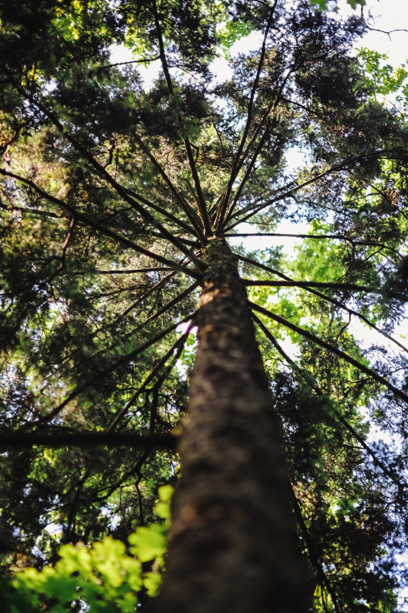 kaboompics_A walk through the forest moze.jpg 方案配图,色彩意境,绿色,
