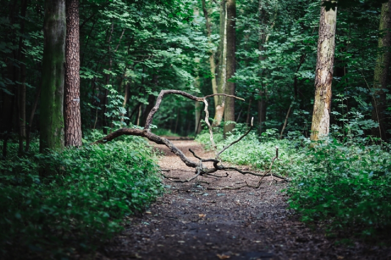 kaboompics_A walk through the forest moze-2.jpg 方案配图,色彩意境,绿色,