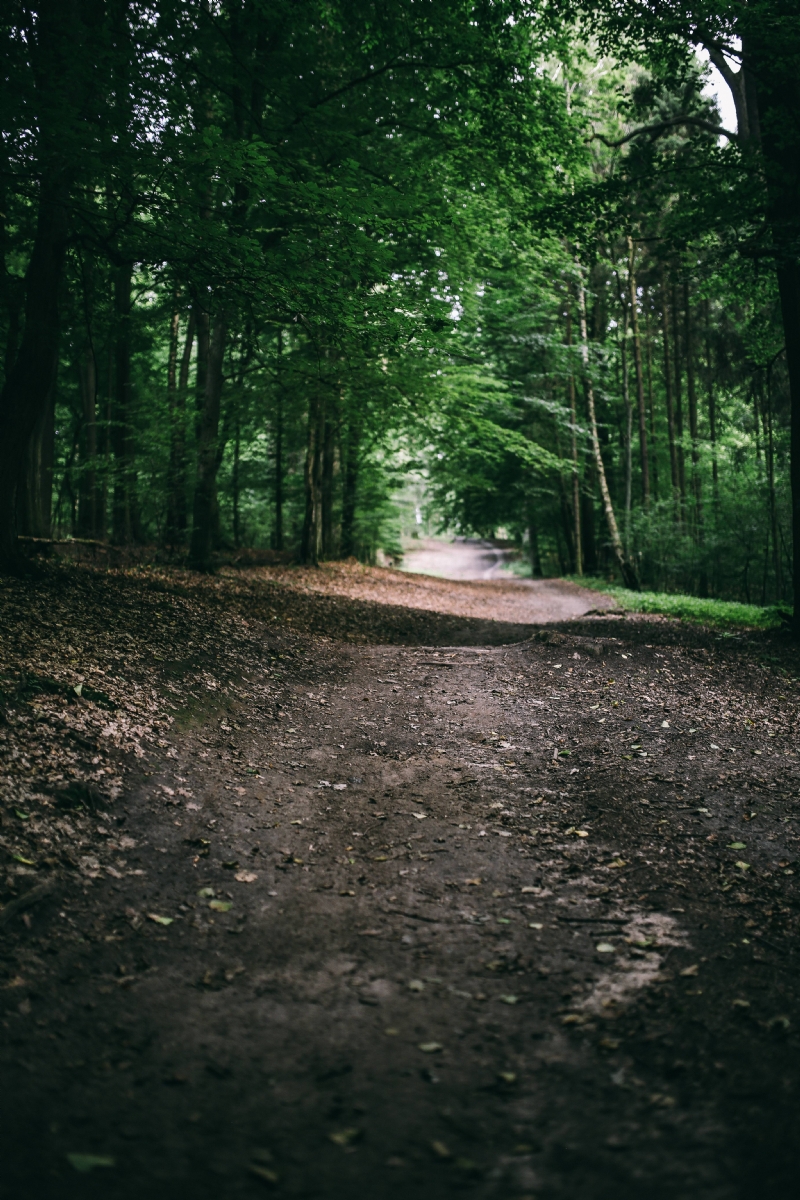 kaboompics_A walk through the forest.jpg 方案配图,色彩意境,绿色,