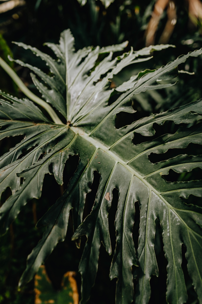 kaboompics_A wild specimen of the kris plant - Alocasia sanderiana.jpg 方案配图,色彩意境,绿色,