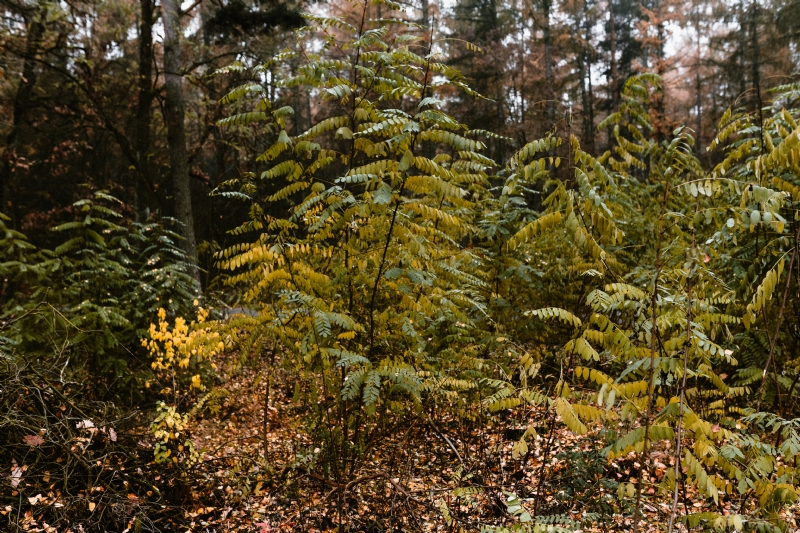 kaboompics_Acacia tree.jpg 方案配图,色彩意境,绿色,