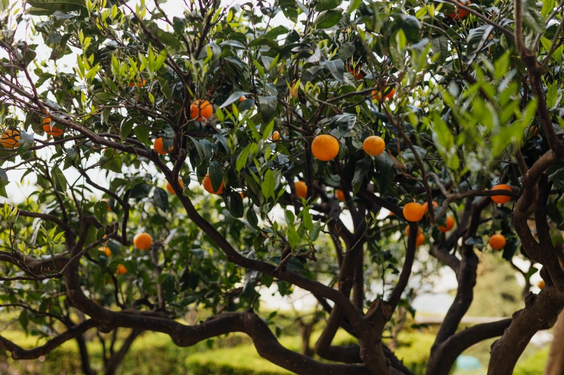 kaboompics_An orange tree in the garden of Villa Cimbrone in Ravello, Amalfi Coast, Italy.jpg 方案配图,色彩意境,绿色,