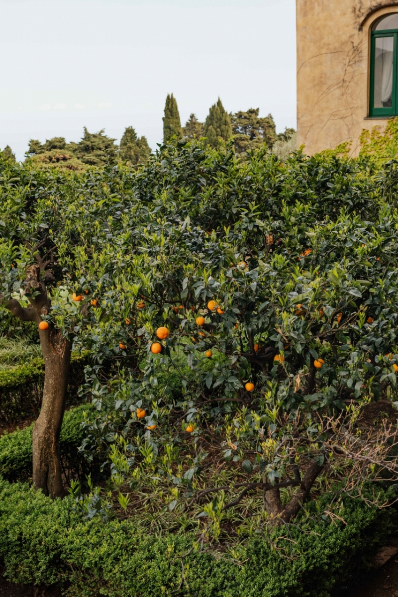 kaboompics_An orange tree in the garden of Villa Cimbrone in Ravello, Amalfi Coast, Italy-2.jpg 方案配图,色彩意境,绿色,
