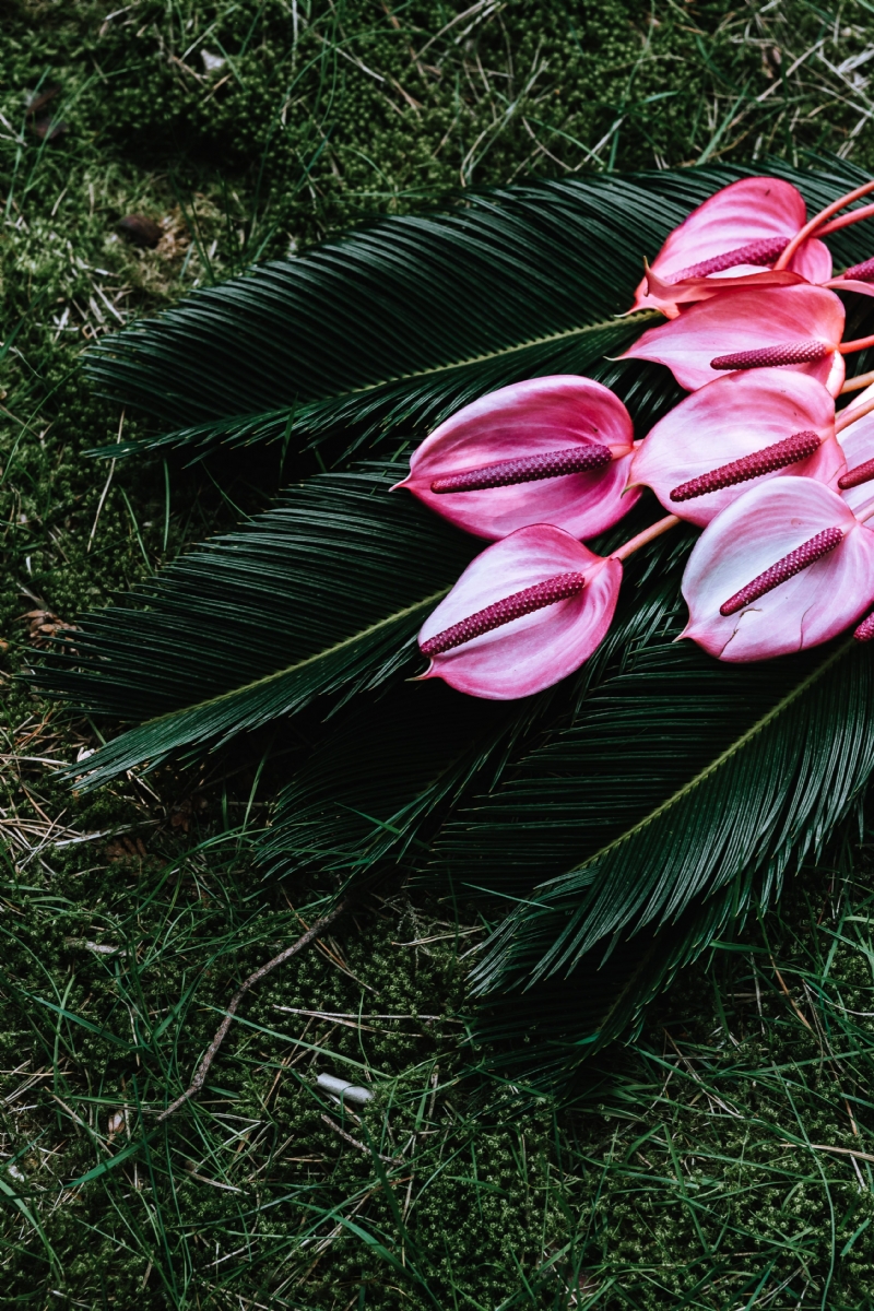 kaboompics_Anthurium and Sago Palm.jpg 方案配图,色彩意境,绿色,