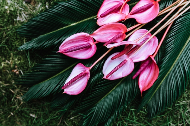 kaboompics_Anthurium and Sago Palm-2.jpg 方案配图,色彩意境,绿色,