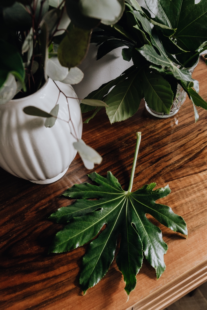 kaboompics_Aralia Leaves.jpg 方案配图,色彩意境,绿色,