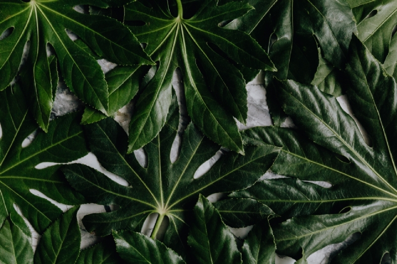 kaboompics_Aralia Leaves-2.jpg 方案配图,色彩意境,绿色,