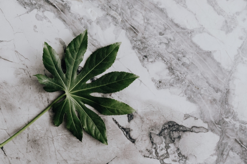 kaboompics_Auralia Leaf on the marble table.jpg 方案配图,色彩意境,绿色,