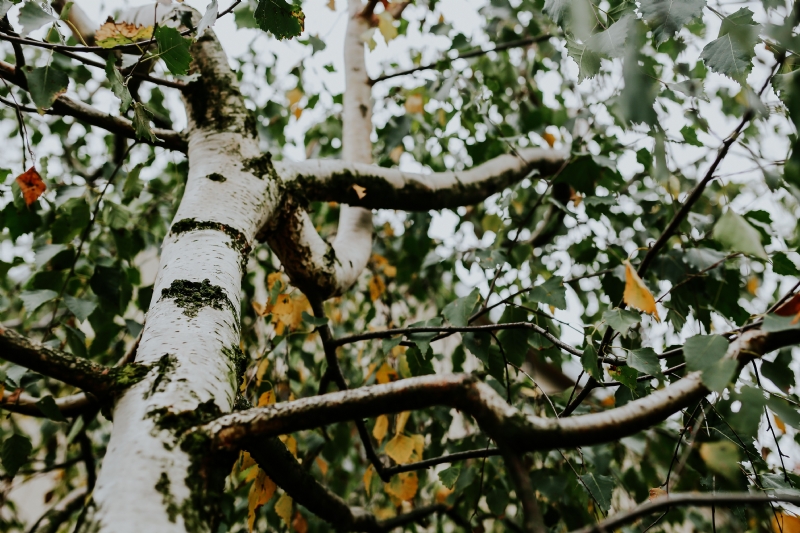 kaboompics_Birch tree branches.jpg 方案配图,色彩意境,绿色,