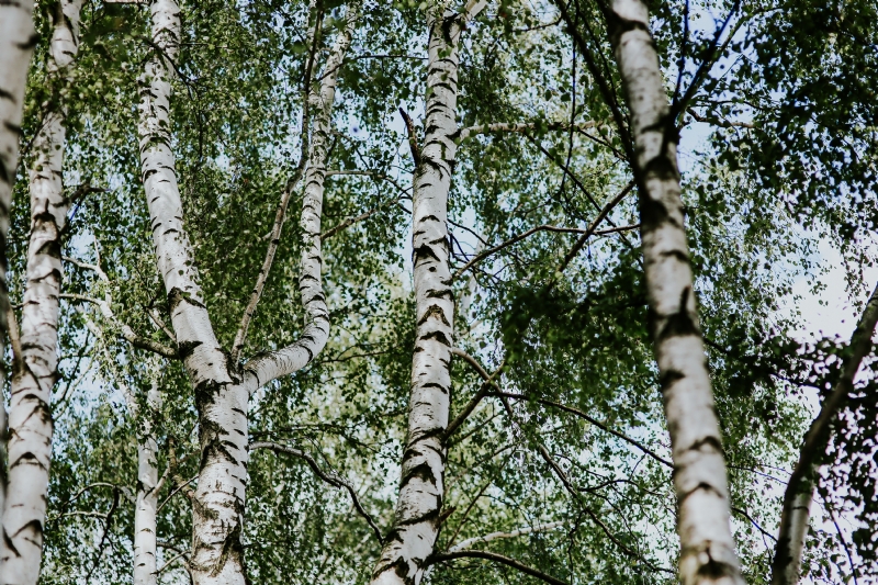kaboompics_Birch trees in a forest.jpg 方案配图,色彩意境,绿色,