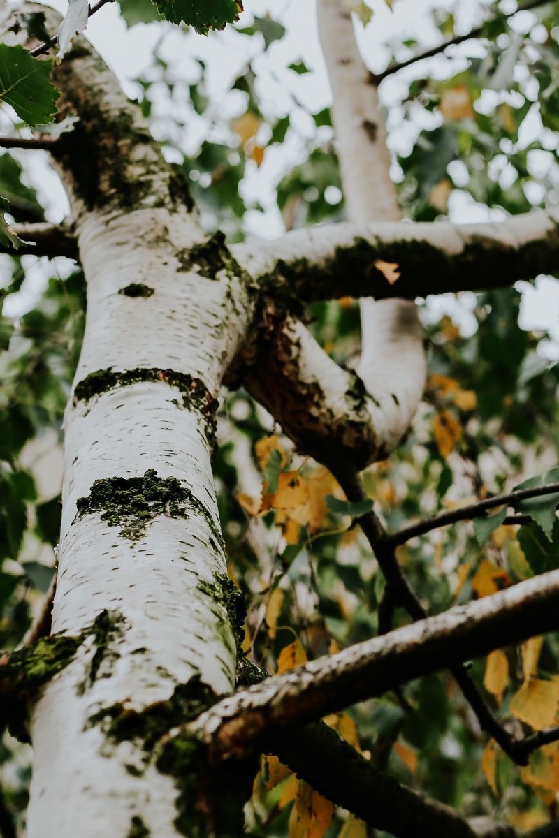 kaboompics_Birch trees.jpg 方案配图,色彩意境,绿色,