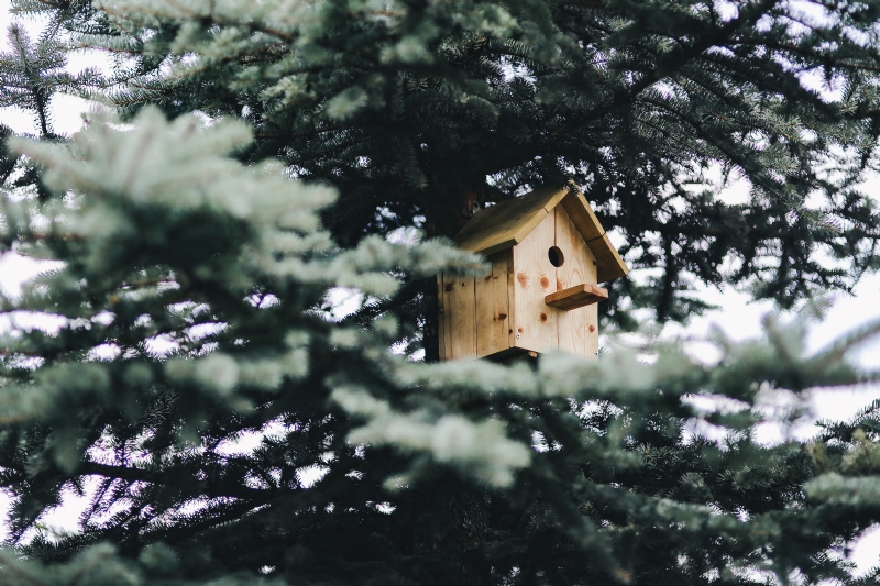 kaboompics_Birdhouse on a Tree.jpg 方案配图,色彩意境,绿色,