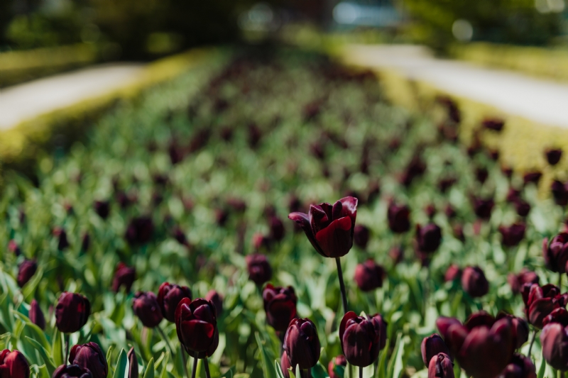 kaboompics_Black tulips.jpg 方案配图,色彩意境,绿色,