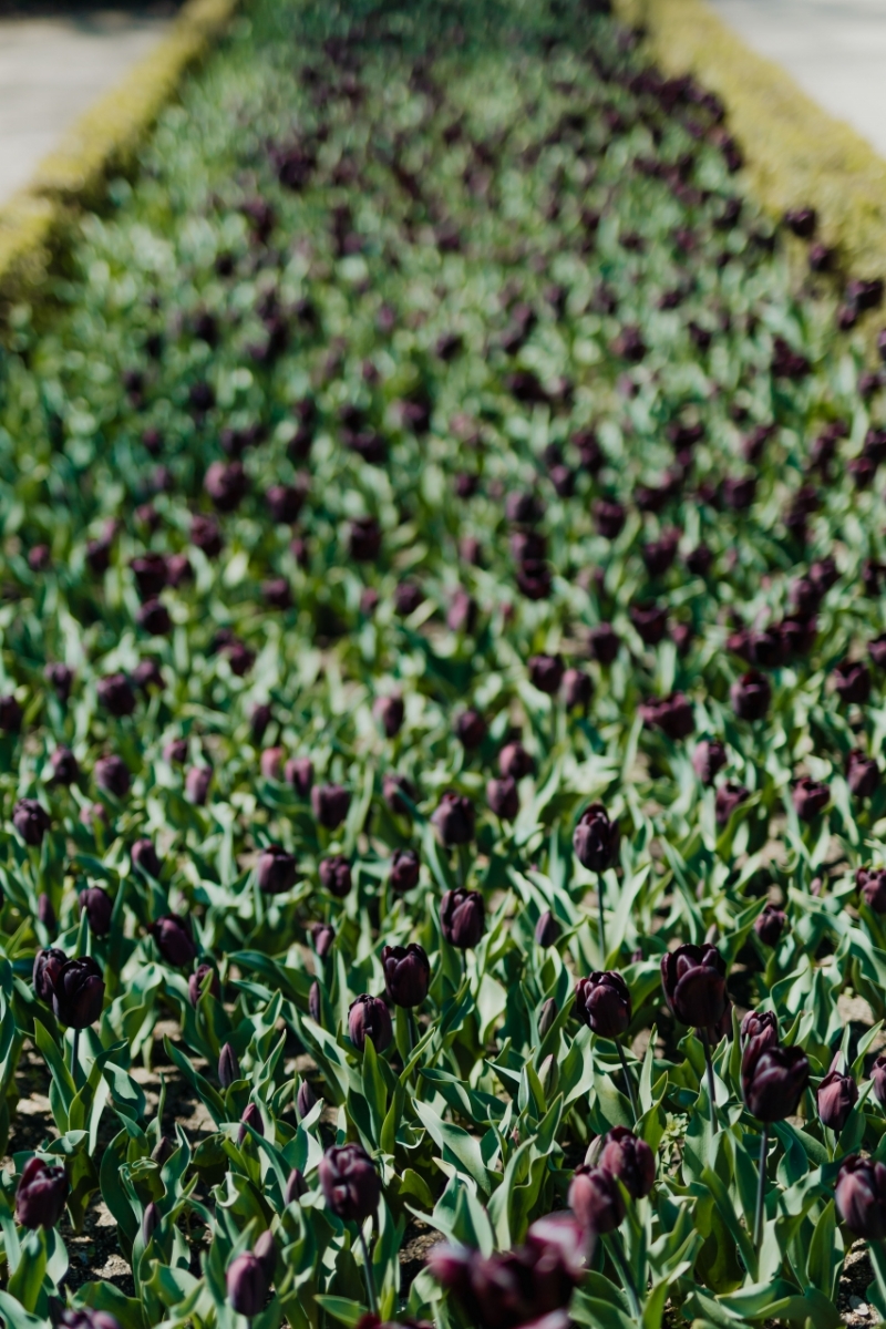 kaboompics_Black tulips-2.jpg 方案配图,色彩意境,绿色,