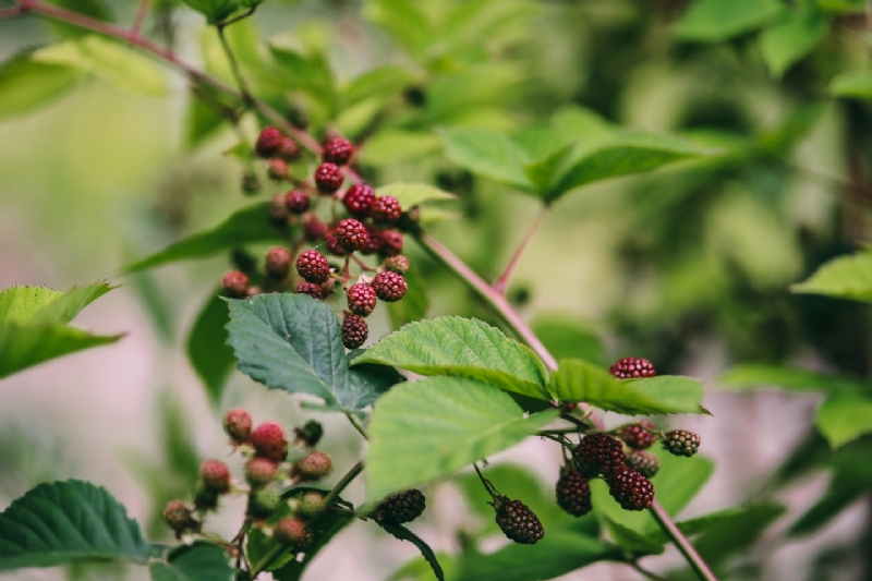 kaboompics_Blackberry Pland with fresh fruits-2.jpg 方案配图,色彩意境,绿色,