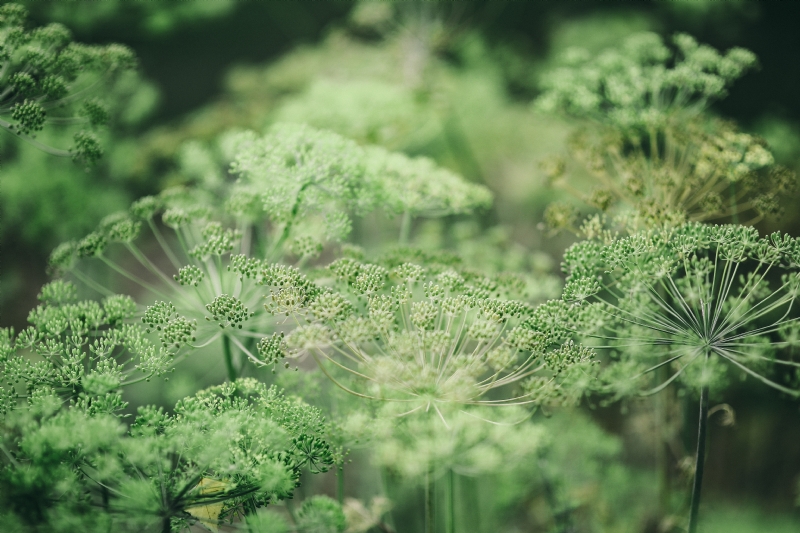 kaboompics_Blooming Fennel.jpg 方案配图,色彩意境,绿色,