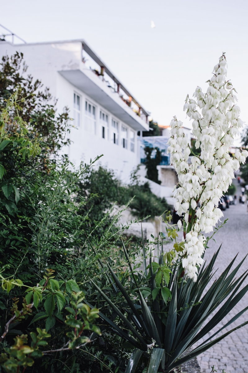 kaboompics_Bushes of the blossoming yucca.jpg 方案配图,色彩意境,绿色,