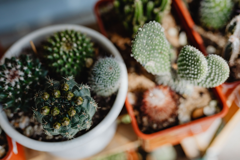 kaboompics_Cacti & Opuntia, commonly called prickly pear.jpg 方案配图,色彩意境,绿色,