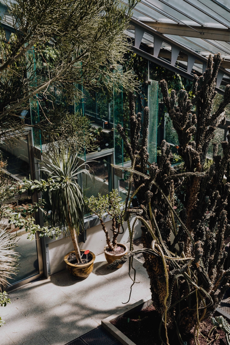 kaboompics_Cacti, succulents and tropical plants at the palm house.jpg 方案配图,色彩意境,绿色,