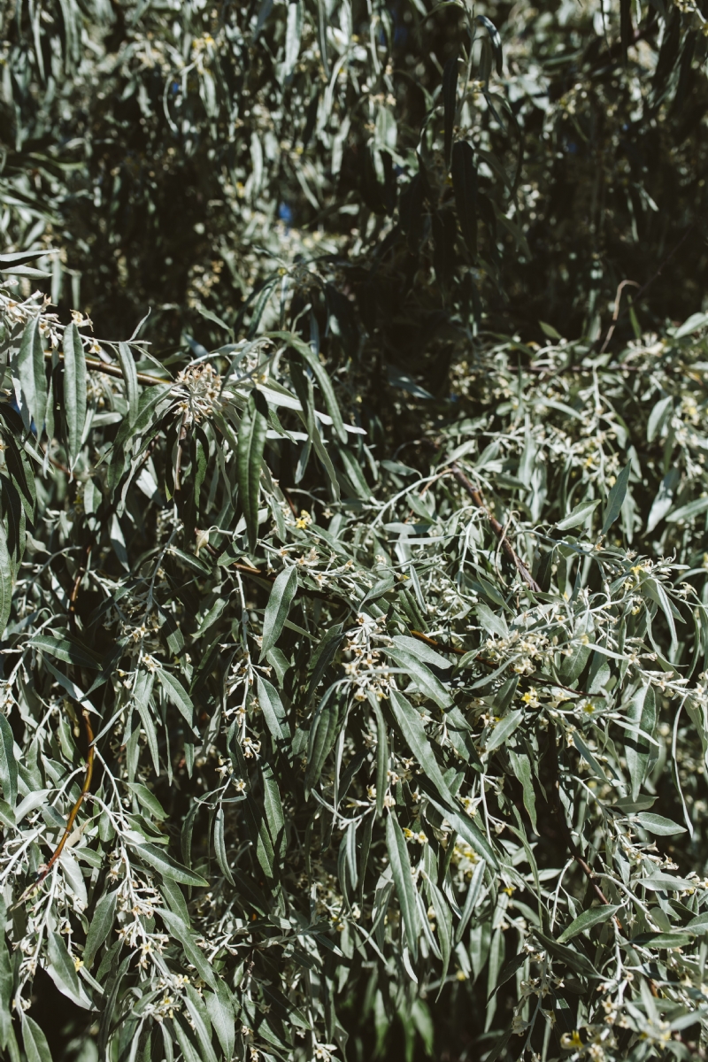 kaboompics_Close up of tree, Nessebar, Black Sea, Bulgaria.jpg 方案配图,色彩意境,绿色,