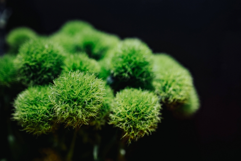 kaboompics_Close-up of a green bouquet.jpg 方案配图,色彩意境,绿色,