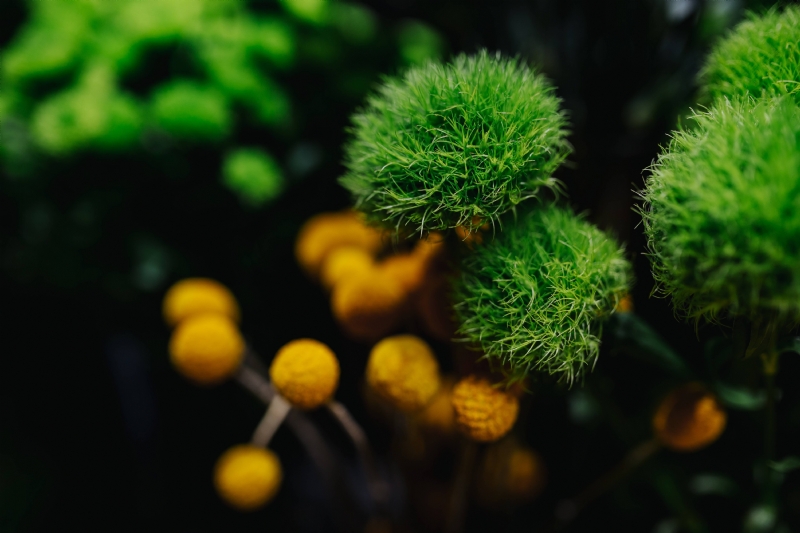 kaboompics_Close-up of green and yellow bouquet.jpg 方案配图,色彩意境,绿色,