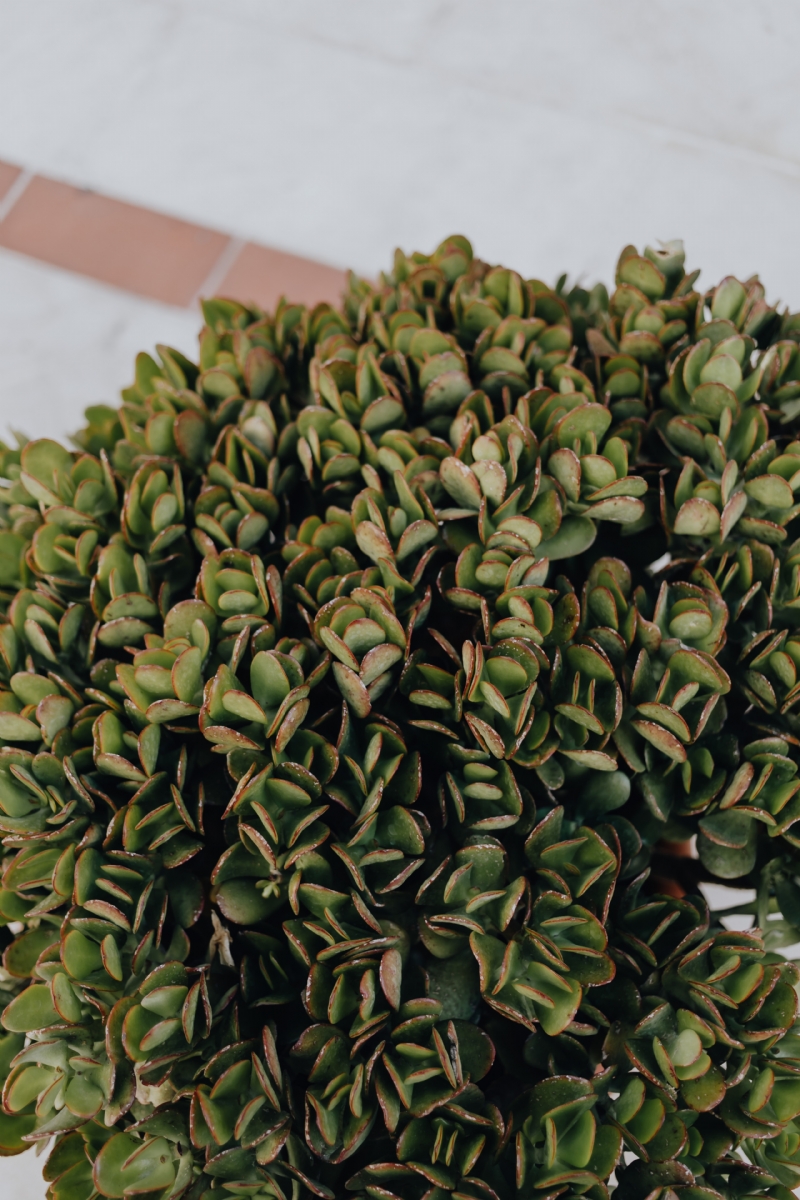 kaboompics_Close-up on the plant, succulent.jpg 方案配图,色彩意境,绿色,