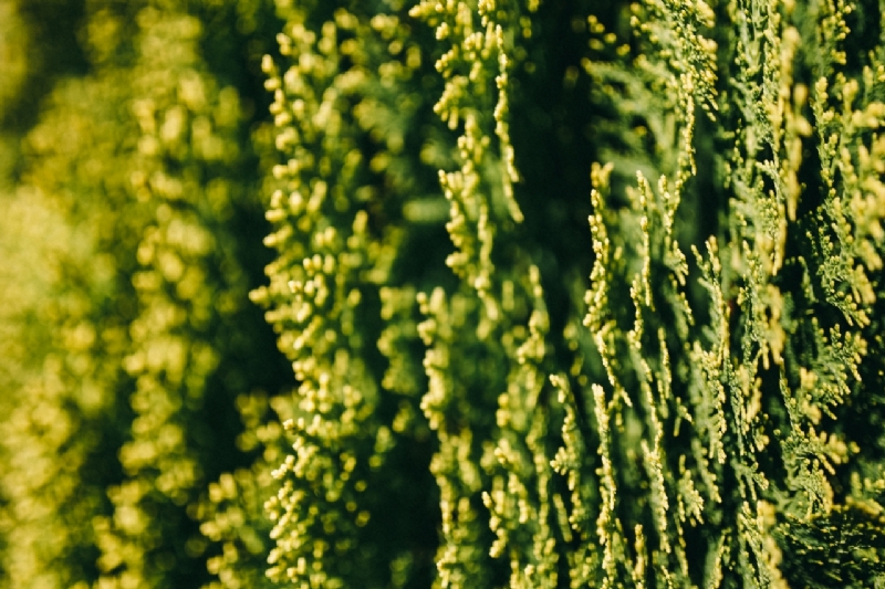 kaboompics_Closeup view of nature-2.jpg 方案配图,色彩意境,绿色,