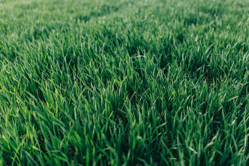 kaboompics_Close-ups of green grass.jpg 方案配图,色彩意境,绿色,
