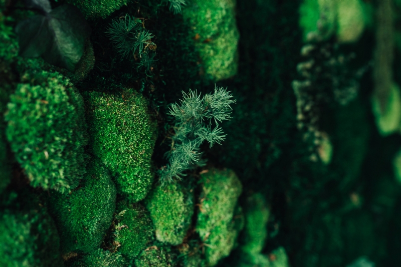 kaboompics_Close-ups of green plants.jpg 方案配图,色彩意境,绿色,