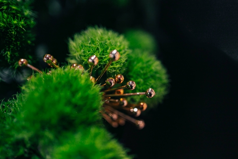 kaboompics_Close-ups of green plants-2.jpg 方案配图,色彩意境,绿色,