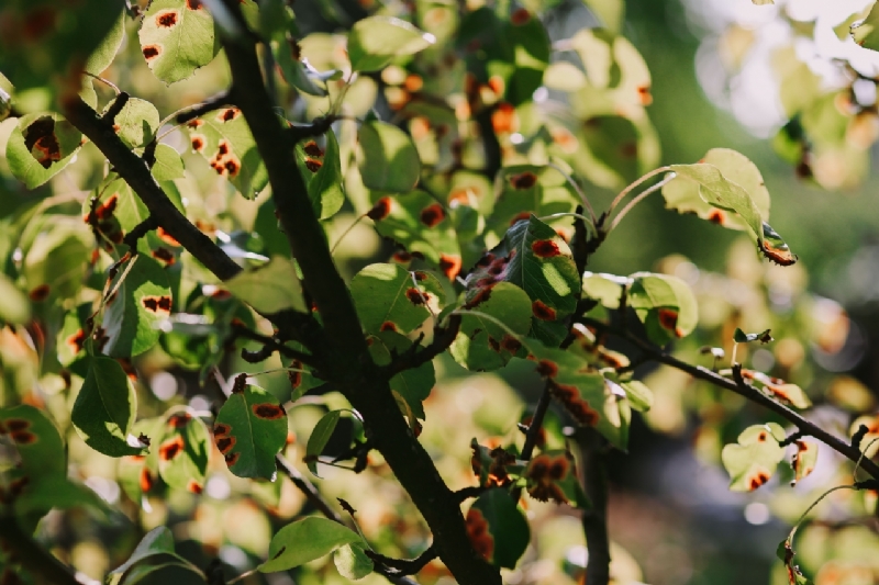 kaboompics_Close-ups of leaves on trees-2.jpg 方案配图,色彩意境,绿色,