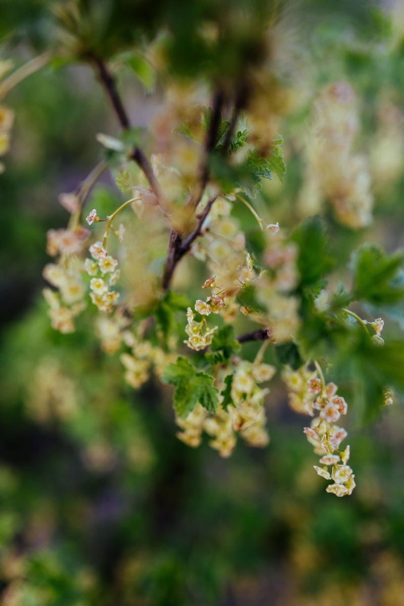 kaboompics_Close-ups of leaves, flowers and fruit on trees, part 1.jpg 方案配图,色彩意境,绿色,
